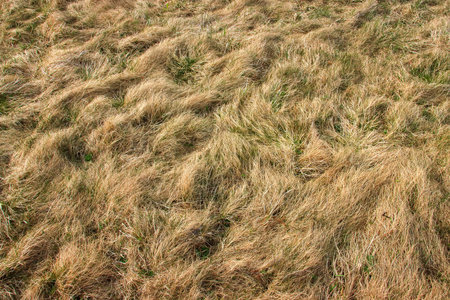 Old dry grass, abstract background for design.