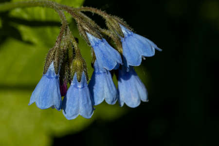 The flowering borage is medicinal, used in food and medicineの写真素材