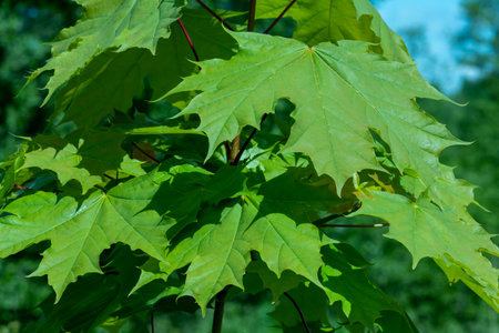 Green leaves of a maple close-up, natural natural background