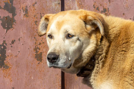 Several ticks on the dogs head, carriers of viruses and diseases