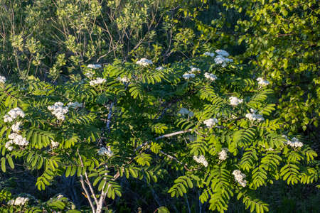 Blooming mountain ash is a beautiful spring landscapeの写真素材