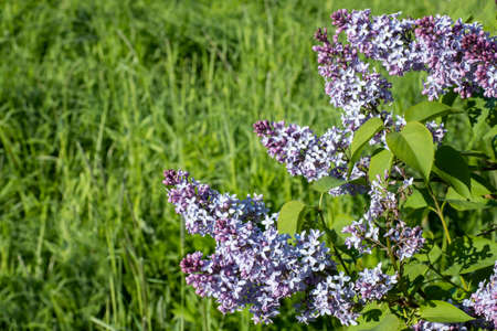 Nature in the spring. Blooming lilac with beautiful gray flowers. Spring bloom concept. Blooming...