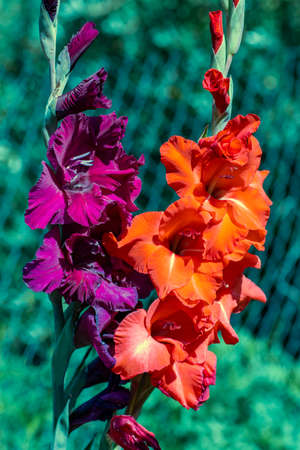 Multicolored gladioli bloom in the garden. Background for postcards and desktopの写真素材