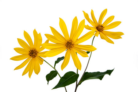 Yellow flowers of Jerusalem artichoke close-up, isolate on a white background.の写真素材