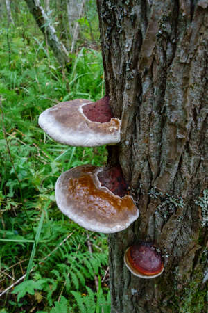 Brown mushroom grows on a tree, beautiful forest landscape