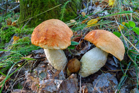 Boletus mushrooms close-up grow in the forest. Beautiful forest landscape for relaxation