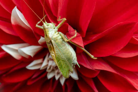 Green grasshopper close up on bright red flowerの写真素材