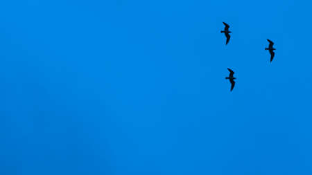 Silhouettes of seagulls against the blue sky, background with copy space for design