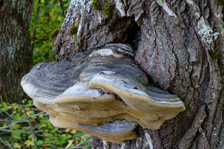 Mushroom tinder fungus on a tree close-up - medical drug
