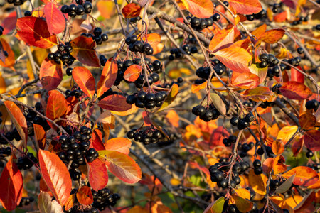 Chokeberry bush in autumn with berries and yellow and red leaves.の写真素材
