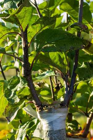 Grafted apple tree sprouted, gardening concept for designの写真素材