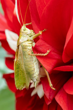 Green grasshopper close up on bright red flower