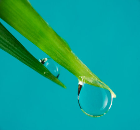 Water drops on leaf. Macro. Blue background. 4の写真素材