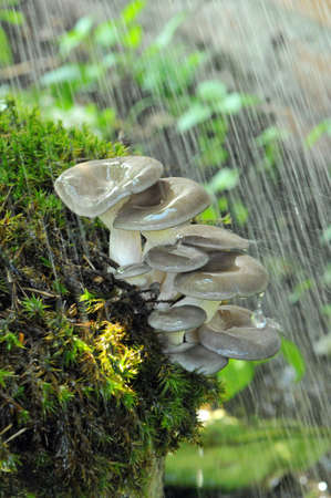 Oyster mushrooms in the rain