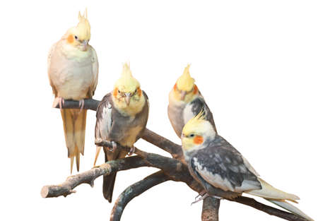group of cockatiels, isolated on whiteの写真素材