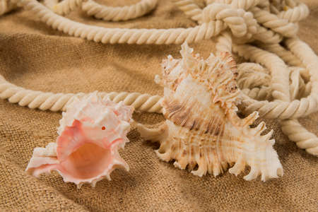 Composition with two shells, sea node and burlap