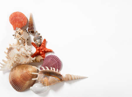 stack of shells and starfishes isolated on white background