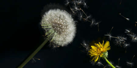dandelion flowers on black glass. postcard compositionの写真素材