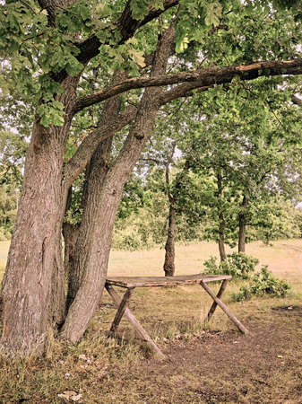 oak trees by the river. summer landscape