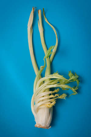 celery stalk with leaves on a blue backgroundの写真素材