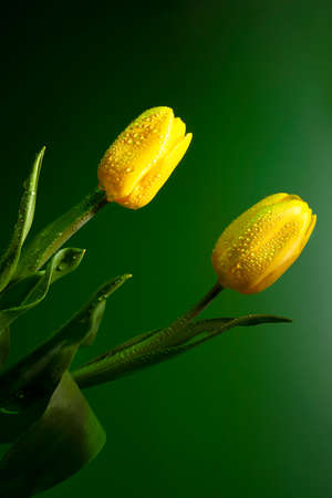 background wallpaper with the image of flowers. yellow tulip bud in water dropsの写真素材