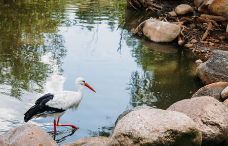 White stork walking on water.