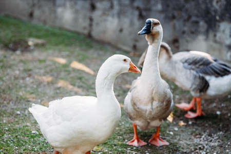 geese graze on the village goose farmの写真素材