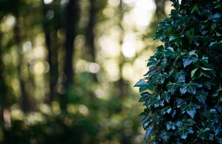 Green leaves background. Green leaves with copy space. Vine or ivy leaves around the tree. Background and whether wallpaper concept. Selective focusの写真素材