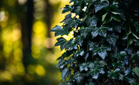Close up view of dark green leaves on blurred warm background in garden with copy space, using natural green plants landscape as background, ecology, fresh concept wallpaper.の写真素材