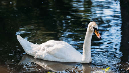 Mute swan floating on the riverの写真素材