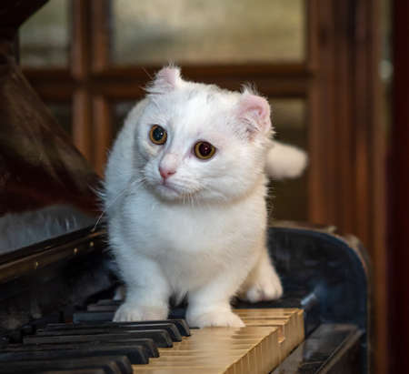 white cat kinkalow with short legs stands on the pianoの写真素材