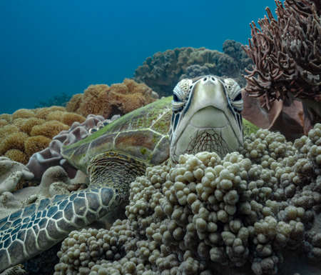 close up portrait of sea turtle in coral reef