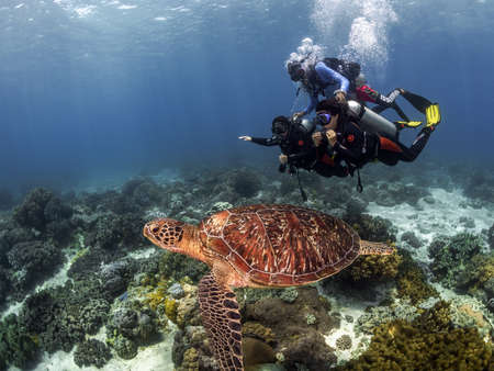 A dive instructor teaches two students to dive showing a sea turtle over a coral reef.