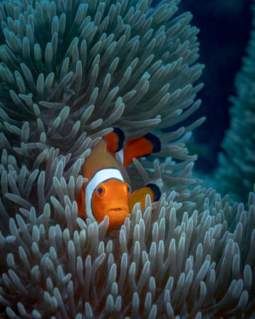 Orange clown fish hiding in an anemoneの写真素材