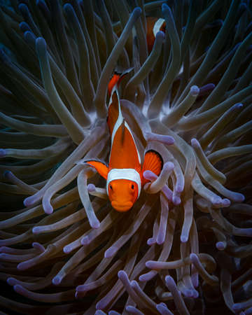 Purple sea anemone, which hides orange clown fish