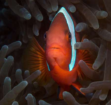 One red clown fish looks closely at the camera peeping out of the sea anemone
