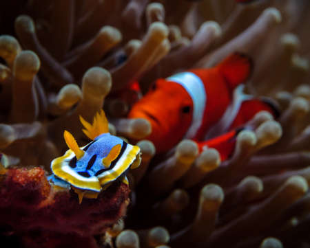 Chromodoris annae nudibranch sea slug watched by clown fishの写真素材