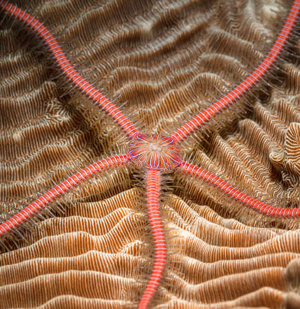 close up of pink starfish on coral background