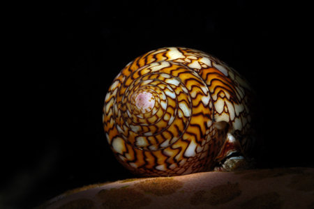 conch shell close-up isolated on black background