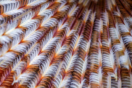 macro shot of colored coral. Close-up photo of the underwater life of a coral reef, perfect for a...