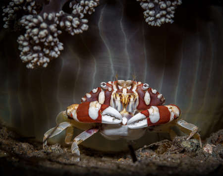 macro cute crab sits underwater in front of the sea anemoneの写真素材