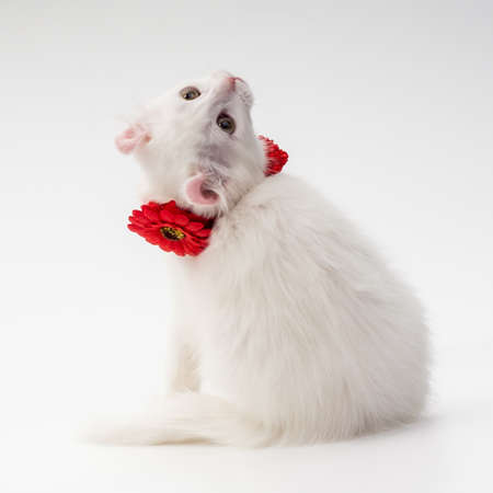 White Shorthair American Curl, 3 months old, sitting in studio in front of white background with head upの写真素材