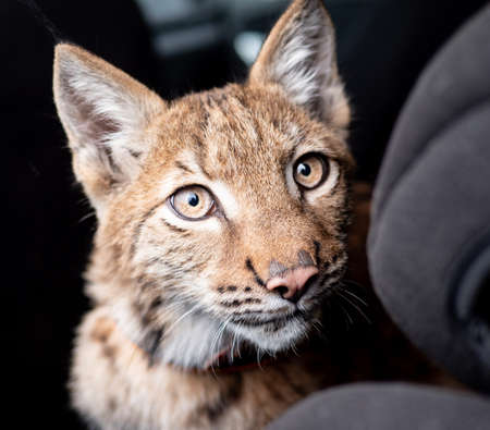 Young Siberian lynx looking at the camera on a dark background. Full faceの写真素材