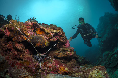 A scuba diver dives into a coral reef in the Philippine Sea on May 1, 2022. Philippines.のeditorial素材
