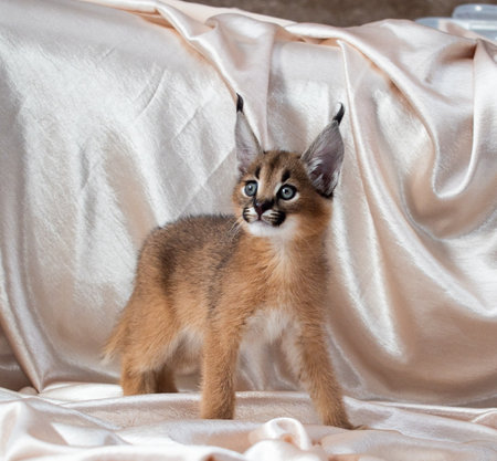caracal kitten indoorsの写真素材