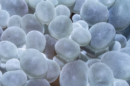 coral detail macro picture. Coral reef underwater life close-up photographyのeditorial素材