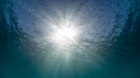 Underwater sunshine bottom view blue ocean