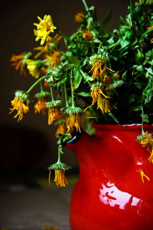 withered flowersの写真素材