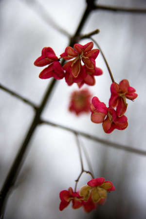 red blossom in winterの写真素材