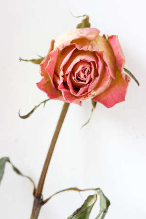 fading rosebudの写真素材